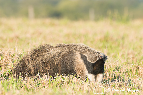 Giant anteater (Myrmecophaga tridactyla), Pantanal, Brazil. Vuln