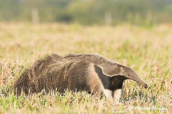 Giant anteater (Myrmecophaga tridactyla), Pantanal, Brazil. Vuln