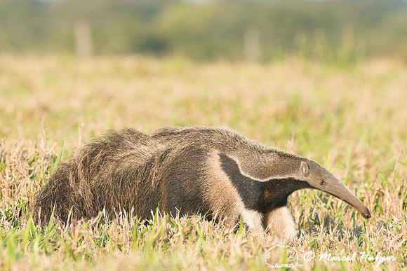 Giant anteater (Myrmecophaga tridactyla), Pantanal, Brazil. Vuln