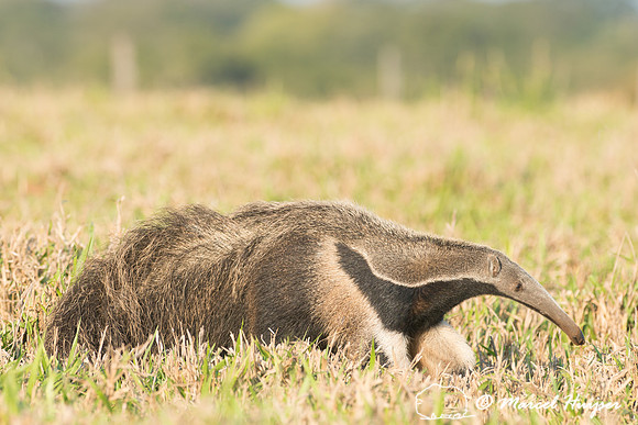 Giant anteater (Myrmecophaga tridactyla), Pantanal, Brazil. Vuln
