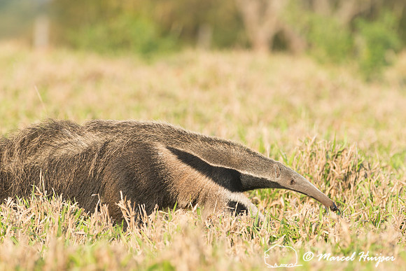 Giant anteater (Myrmecophaga tridactyla), Pantanal, Brazil. Vuln