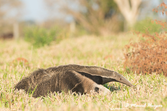 Giant anteater (Myrmecophaga tridactyla), Pantanal, Brazil. Vuln