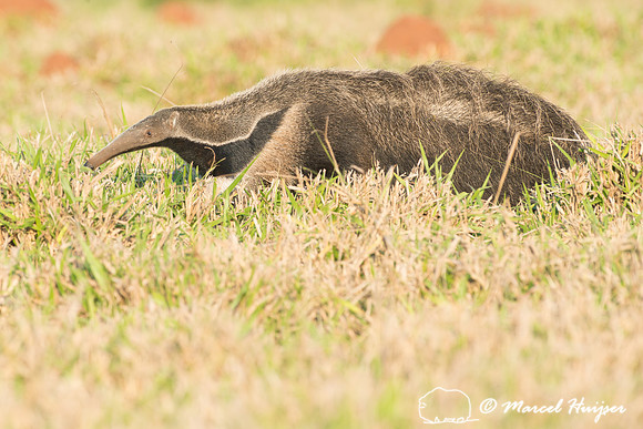 Giant anteater (Myrmecophaga tridactyla), Pantanal, Brazil. Vuln