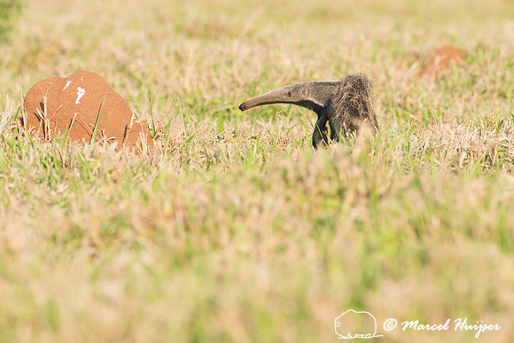 Giant anteater (Myrmecophaga tridactyla), Pantanal, Brazil. Vuln
