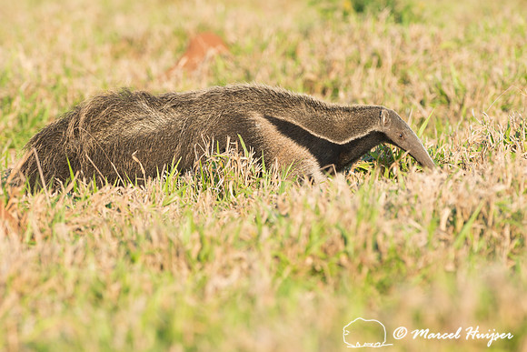Giant anteater (Myrmecophaga tridactyla), Pantanal, Brazil. Vuln