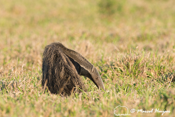 Giant anteater (Myrmecophaga tridactyla), Pantanal, Brazil. Vuln