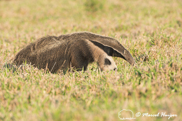 Giant anteater (Myrmecophaga tridactyla), Pantanal, Brazil. Vuln