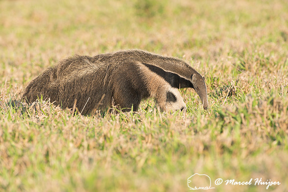 Giant anteater (Myrmecophaga tridactyla), Pantanal, Brazil. Vuln