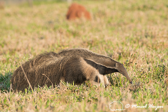 Giant anteater (Myrmecophaga tridactyla), Pantanal, Brazil. Vuln