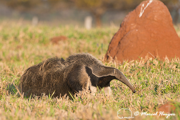 Giant anteater (Myrmecophaga tridactyla), Pantanal, Brazil. Vuln