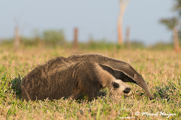 Giant anteater (Myrmecophaga tridactyla), Pantanal, Brazil. Vuln