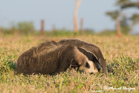 Giant anteater (Myrmecophaga tridactyla), Pantanal, Brazil. Vuln
