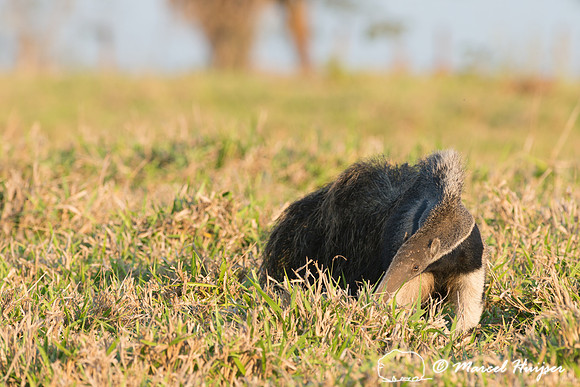 Giant anteater (Myrmecophaga tridactyla), Pantanal, Brazil. Vuln