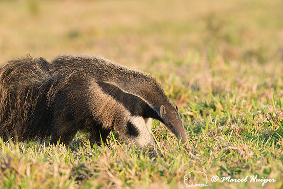 Giant anteater (Myrmecophaga tridactyla), Pantanal, Brazil. Vuln