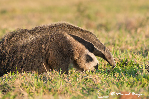 Giant anteater (Myrmecophaga tridactyla), Pantanal, Brazil. Vuln