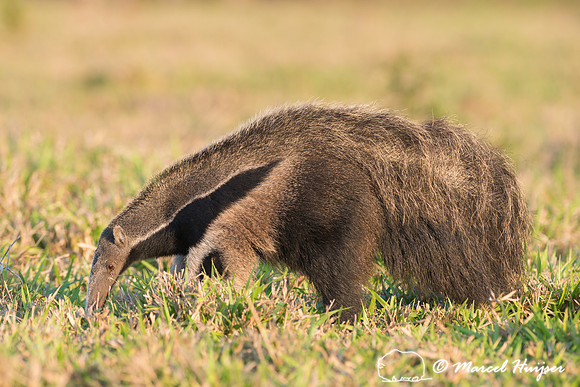 Giant anteater (Myrmecophaga tridactyla), Pantanal, Brazil. Vuln