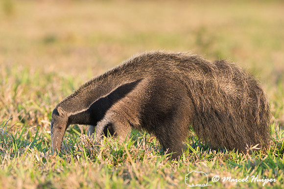 Giant anteater (Myrmecophaga tridactyla), Pantanal, Brazil. Vuln