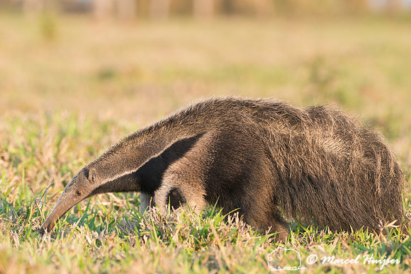 Giant anteater (Myrmecophaga tridactyla), Pantanal, Brazil. Vuln