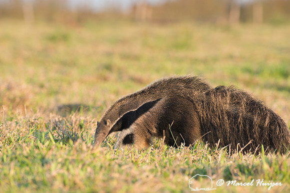 Giant anteater (Myrmecophaga tridactyla), Pantanal, Brazil. Vuln