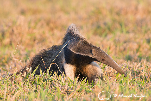 Giant anteater (Myrmecophaga tridactyla), Pantanal, Brazil. Vuln