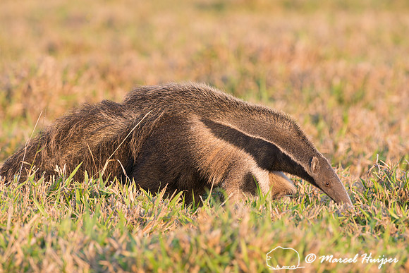 Giant anteater (Myrmecophaga tridactyla), Pantanal, Brazil. Vuln