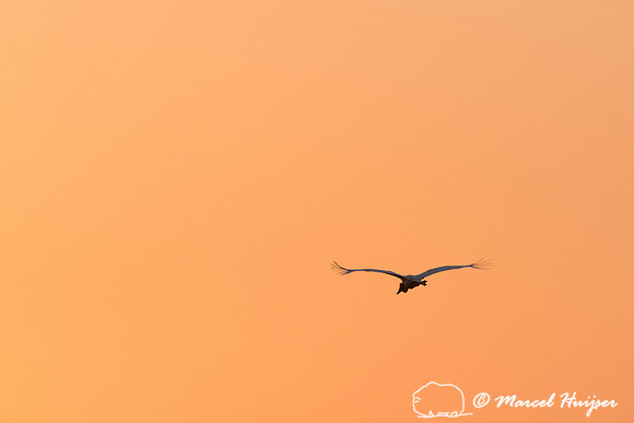 Jabiru (Jabiru mycteria), Pantanal, Brazil