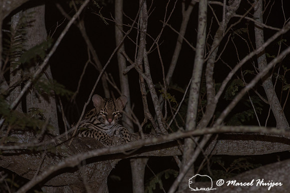 Ocelot (Leopardus pardalis) intree, Pantanal, Brazil