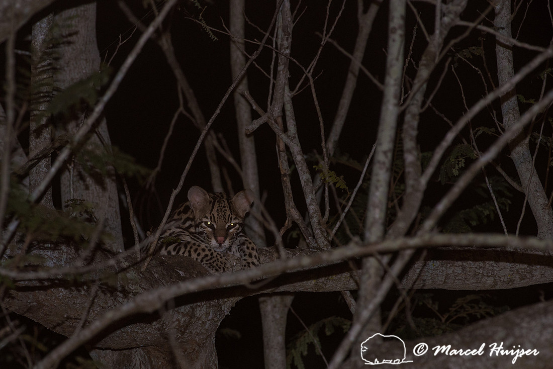Ocelot (Leopardus pardalis) intree, Pantanal, Brazil
