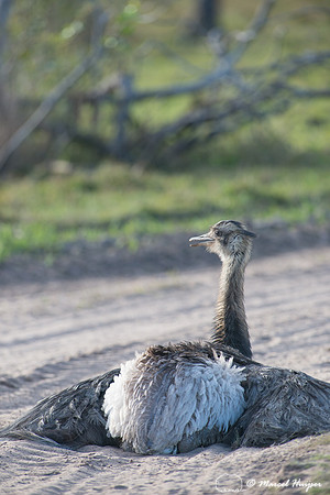 Greater rhea (Rhea americana) taking dust bath on dirt road, Pan