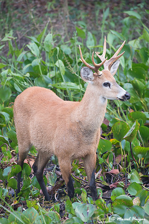 Marsh deer (Blastocerus dichotomus) male, Pantanal, Brazil. Vuln
