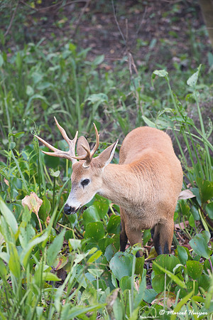 Marsh deer (Blastocerus dichotomus) male, Pantanal, Brazil. Vuln