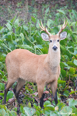 Marsh deer (Blastocerus dichotomus) male, Pantanal, Brazil. Vuln