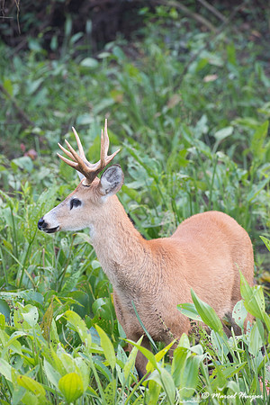 Marsh deer (Blastocerus dichotomus) male, Pantanal, Brazil. Vuln