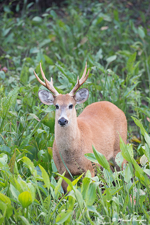 Marsh deer (Blastocerus dichotomus) male, Pantanal, Brazil. Vuln
