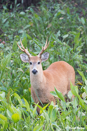 Marsh deer (Blastocerus dichotomus) male, Pantanal, Brazil. Vuln