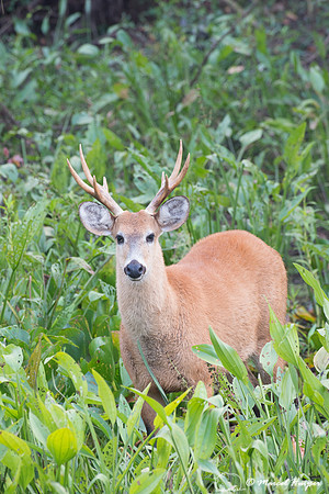 Marsh deer (Blastocerus dichotomus) male, Pantanal, Brazil. Vuln