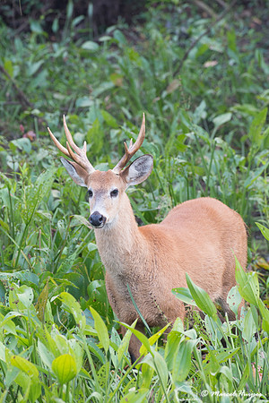 Marsh deer (Blastocerus dichotomus) male, Pantanal, Brazil. Vuln