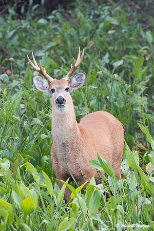 Marsh deer (Blastocerus dichotomus) male, Pantanal, Brazil. Vuln