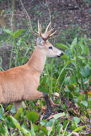 Marsh deer (Blastocerus dichotomus) male, Pantanal, Brazil. Vuln