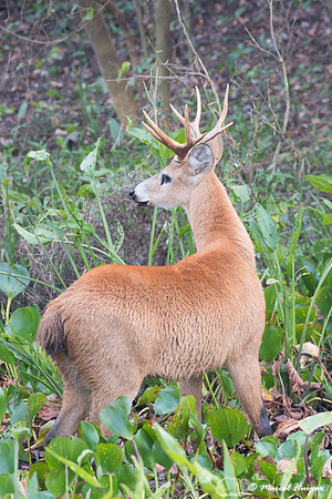 Marsh deer (Blastocerus dichotomus) male, Pantanal, Brazil. Vuln