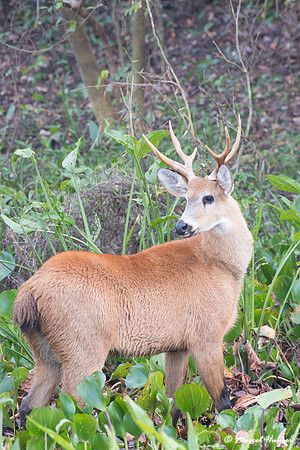 Marsh deer (Blastocerus dichotomus) male, Pantanal, Brazil. Vuln