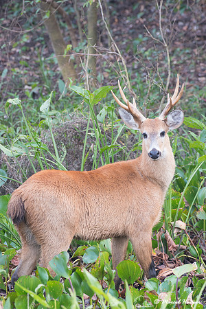 Marsh deer (Blastocerus dichotomus) male, Pantanal, Brazil. Vuln