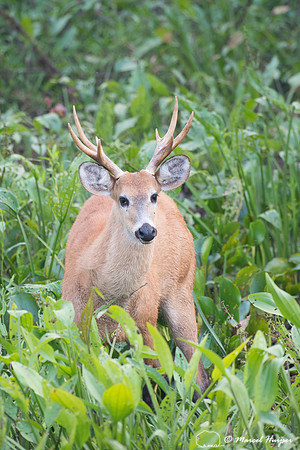 Marsh deer (Blastocerus dichotomus) male, Pantanal, Brazil. Vuln