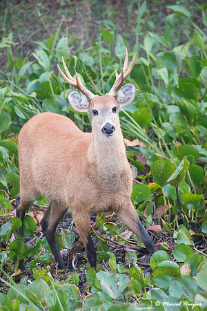 Marsh deer (Blastocerus dichotomus) male, Pantanal, Brazil. Vuln