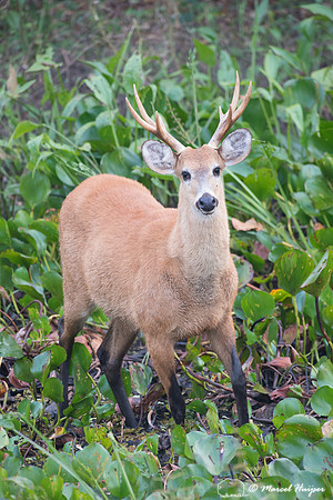 Marsh deer (Blastocerus dichotomus) male, Pantanal, Brazil. Vuln