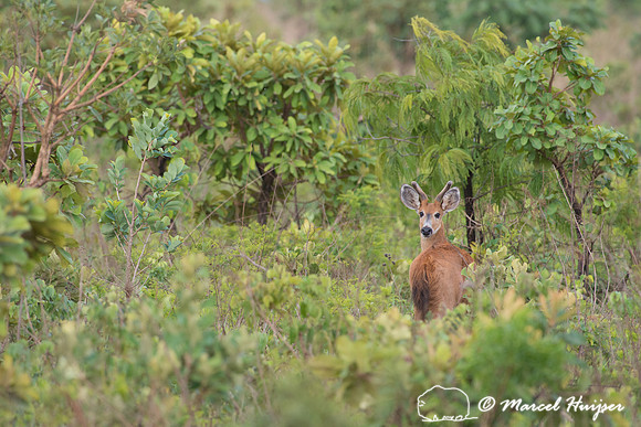 Marsh deer (Blastocerus dichotomus), Brazil,