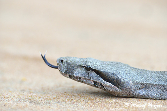 Boa constrictor (Boa constrictor), east of Brotas, São Paulo, Brazil