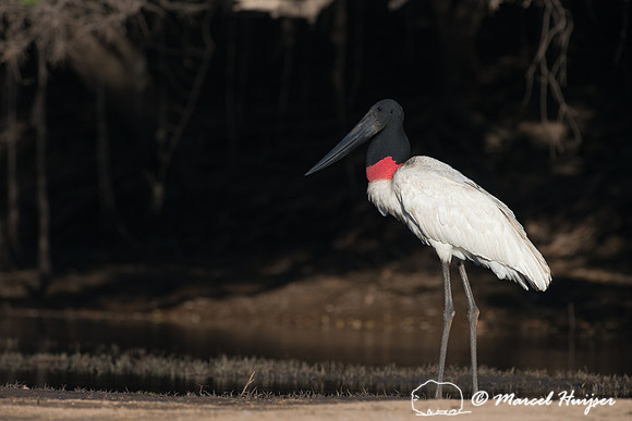 Jabiru (Jabiru mycteria), Pantanal, Mato Grosso do Sul, Brazil