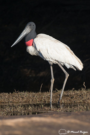 Jabiru (Jabiru mycteria), Pantanal, Mato Grosso do Sul, Brazil