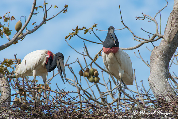 Jabiru (Jabiru mycteria), Pantanal, Mato Grosso do Sul, Brazil